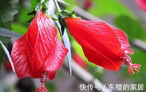 漂亮|农历7月19号起,最适合养这些花,漂亮有成就感,花朵小巧玲珑