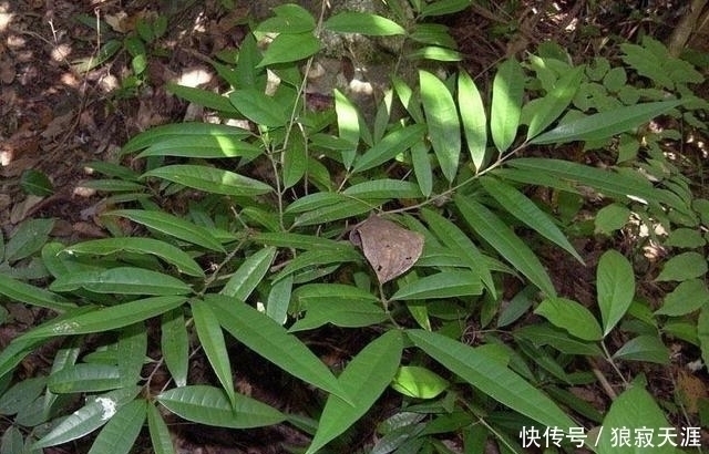 这四种花再便宜也不能养,个个有毒,开花再漂亮,也不敢在家养