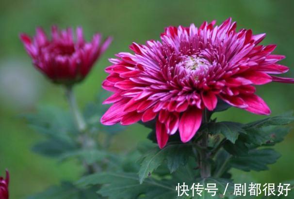 农历|农历7月14日开始,养花养个耐看的,一花多色,四季有花开