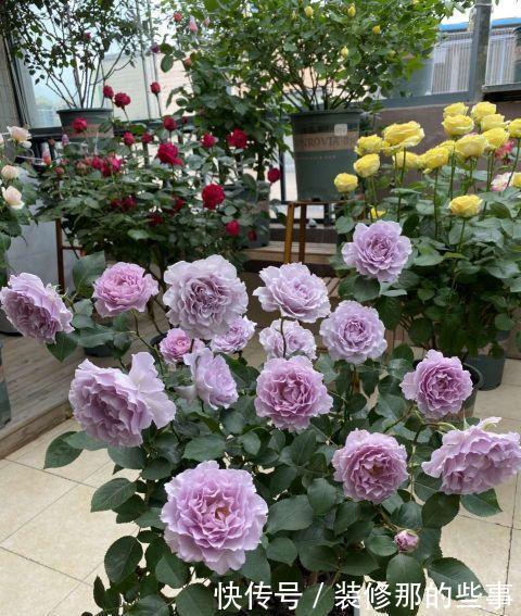 花苞|月季花上的花苞少的可怜,做好施肥三部曲,满树花苞回报你