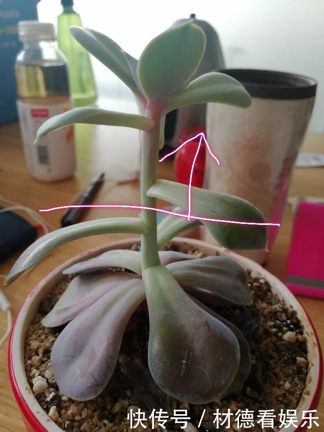 扦插|多肉徒长散乱不美观怎么办只需一个神操作,一盆变两盆还更美观