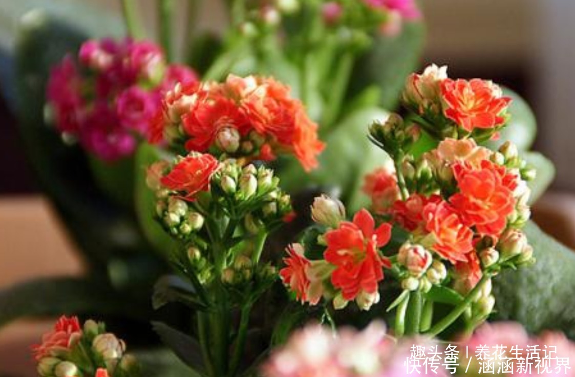 土壤|长寿花“浇水”方法,学会后根系不腐烂,生长状态好!