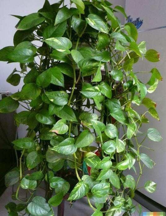 叶子|立秋后养绿萝,别只用“清水”,加点它,叶子油绿,一蹿2米长