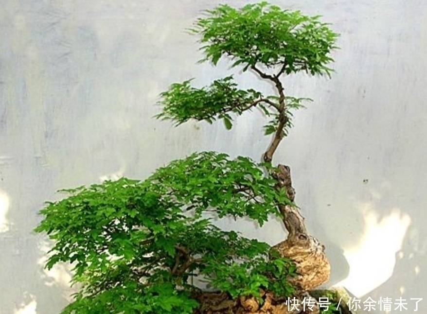 小叶榔榆|野外4种树,苍劲嶙峋,树姿优美,常被用来制作盆景