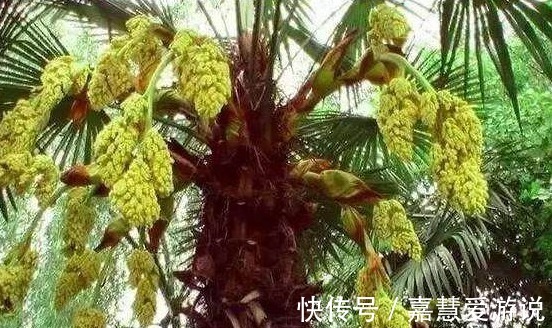 棕包|农村有种山珍，开的花像鱼籽，是降血压良药，20元一斤很难买到