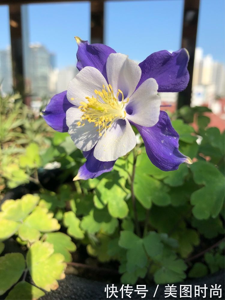 阳台|DIY改造17㎡屋顶花园，忙得不亦乐乎，在喧嚣城市打造一隅静谧