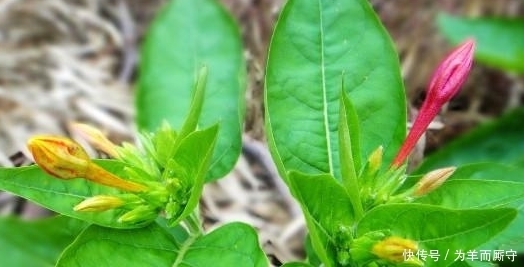 养颜|农村常见的这种“夜饭花”,除了能驱蚊外,还是祛斑养颜的护肤品