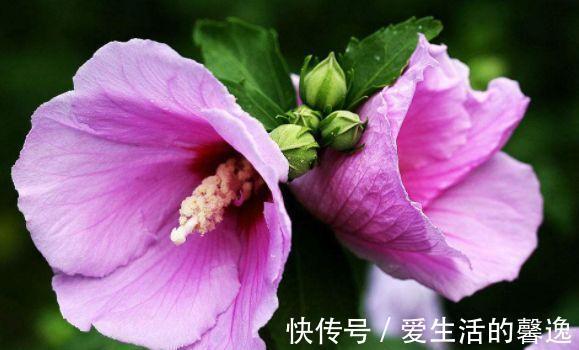 月季|农历6月25号起,最适合养这些花,分分钟养爆盆,花开绚丽