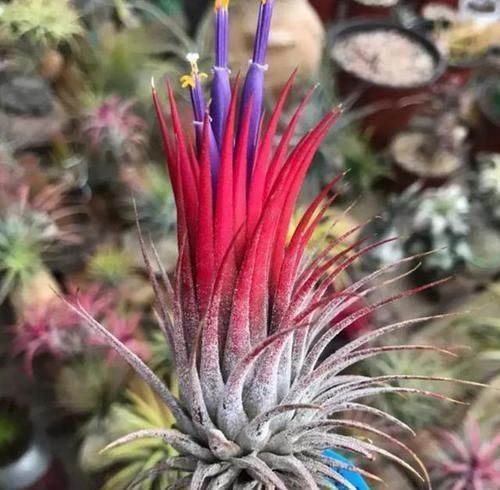 养花选什么省心首选6种植物,适合养室内,格外好打理