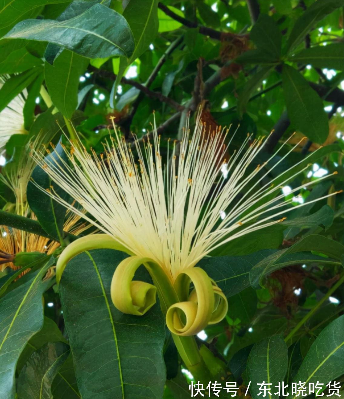 六种“长寿花”，越老越值钱，花开富贵，越养越精贵