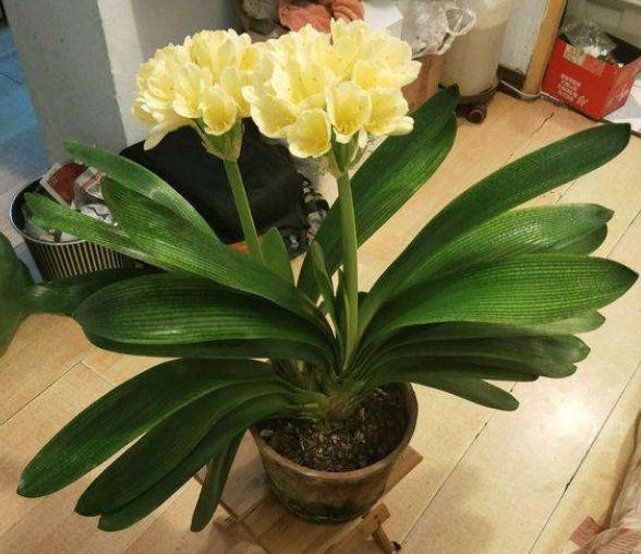 花卉|为什么盆栽君子兰长势不佳找准这3方面原因，叶片突突长不停