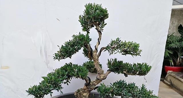 不管家中再小,一定要摆放上一盆“木中君子”
