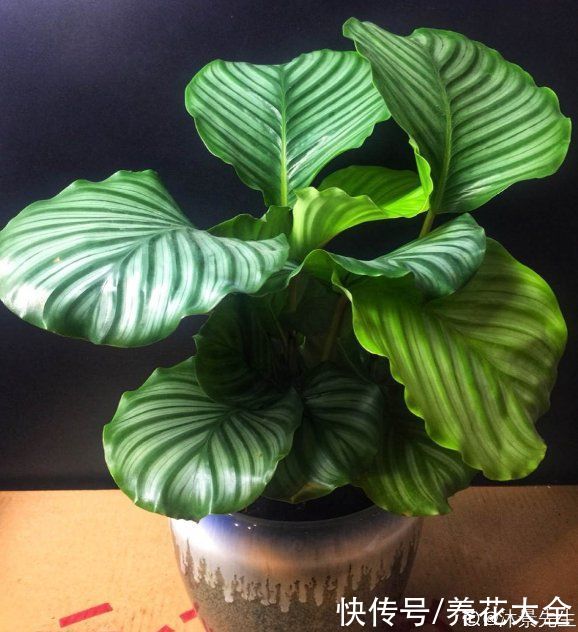 花花|最像青苹果的绿植，这5步做好，打造室内“青苹果乐园”