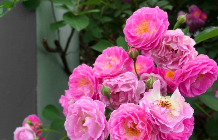 养菊花不如养“它”，比玫瑰花香，比月季美，好养开成“花瀑布”