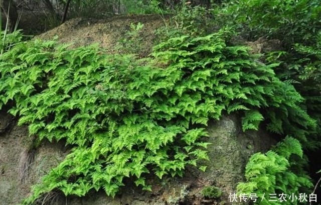 野草|农村这种野草没人要，不知是珍贵“骨碎补”，现在一斤能卖10元