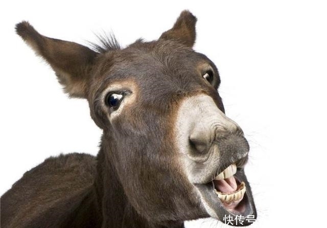 时期|魏晋时期社会名流的特殊癖好——学驴叫,启功:因为符合音律