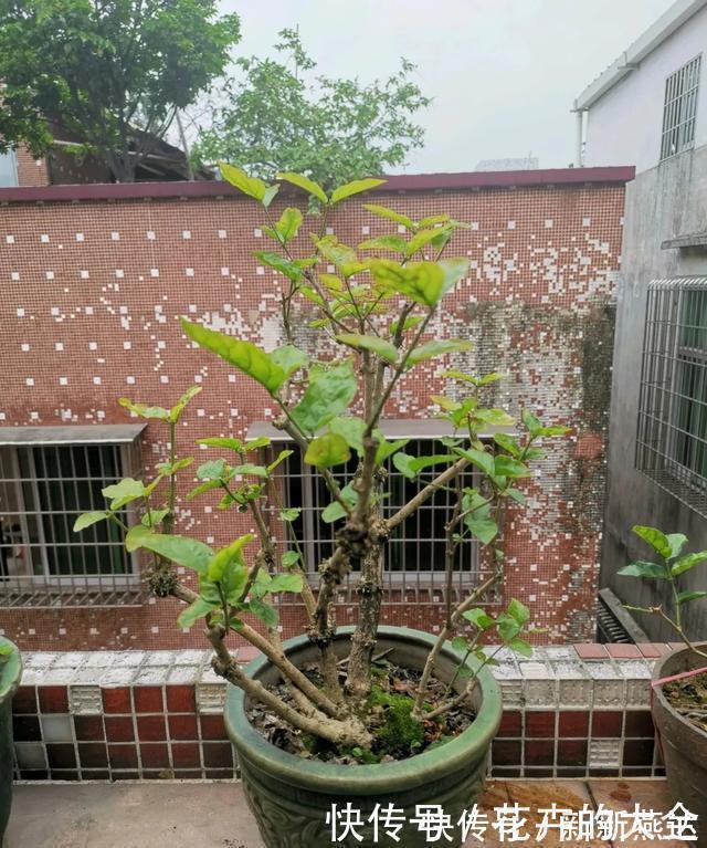 3种花养在小盆里,2年变老桩,茎干粗壮开花香,1次能开50朵