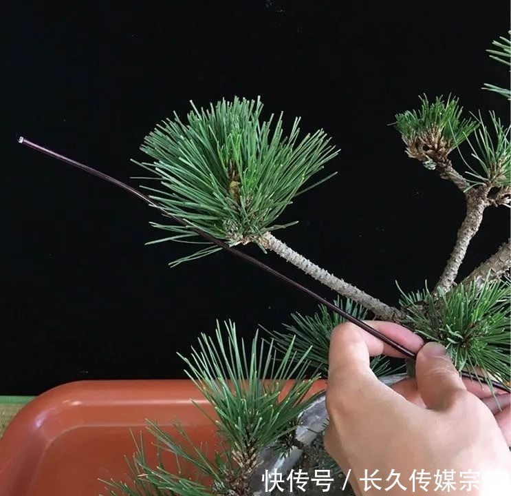 用普通花草树木来“练手”,经蟠扎,立马显现盆景造型的魅力!