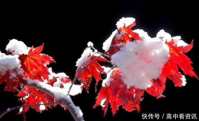 泰戈尔最美的诗句,人世间最美的心情,文学中最美的语言