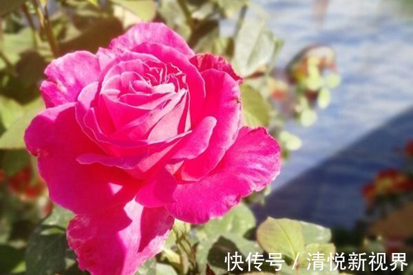 法兰西菊|喜欢养玫瑰,就养盆“玫瑰精品”粉和平玫瑰,雍容华贵,色彩艳丽