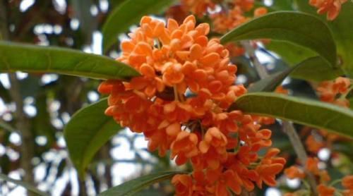 这“4种”花全身带香味，家里摆一盆，味道清新更舒心！