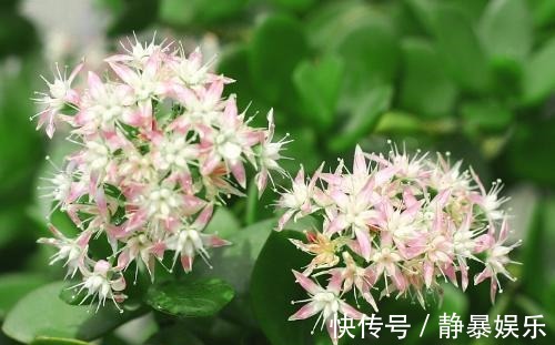 玉树开花不只需要时间这么简单,这3个条件不满足,开花都是空谈