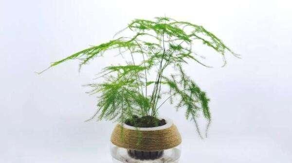 入夏文竹变得难伺候,做好几点养护,天气再热也不怕,叶色翠绿