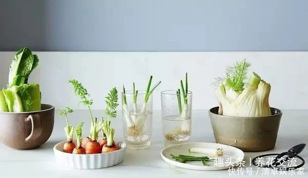 可爱|水果吃剩下的果核养成窗台上可爱的盆栽,你尝试过哪种