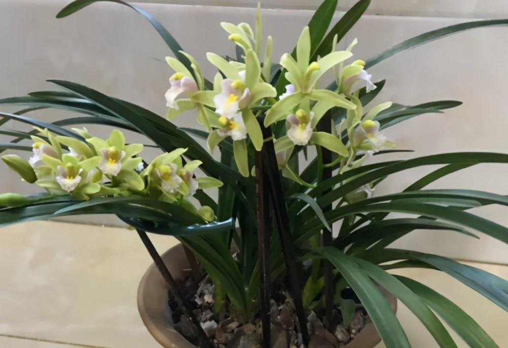 兰花本是小仙女,却把其养成草,叶片干枯又发黄,你知罪嘛