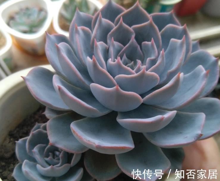 阳台上|7月养多肉就选这款夏型种,天热爱上色、出状态,值得拥有