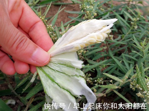 小野|这种野果在城市里想买都买不到,据说这种果实可以胜过生奶!