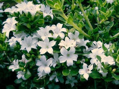 3种花现在“扦插”,轻轻松松就发根,30天就是1盆漂亮的盆栽