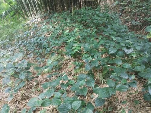 竹林里很多，不浇水不施肥也能活，炒田螺是一绝，春季可别错过了