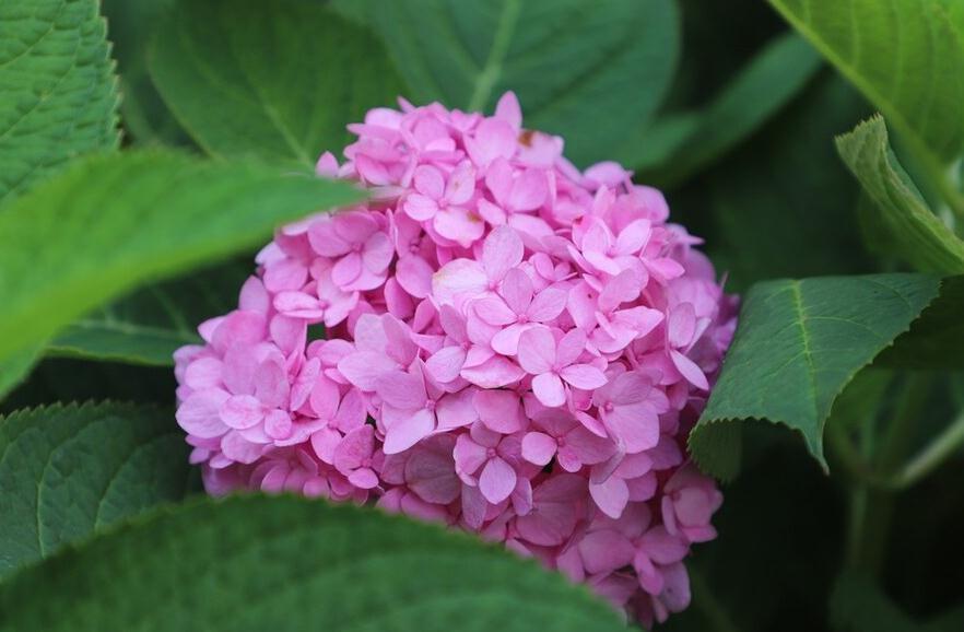 朱顶红|这6种花越剪越茂盛,就怕你不去修剪