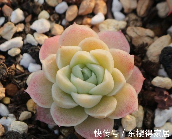 院子|持续高温，院子里的多肉叶子都扁瘪了，一场雨水，恢复生长