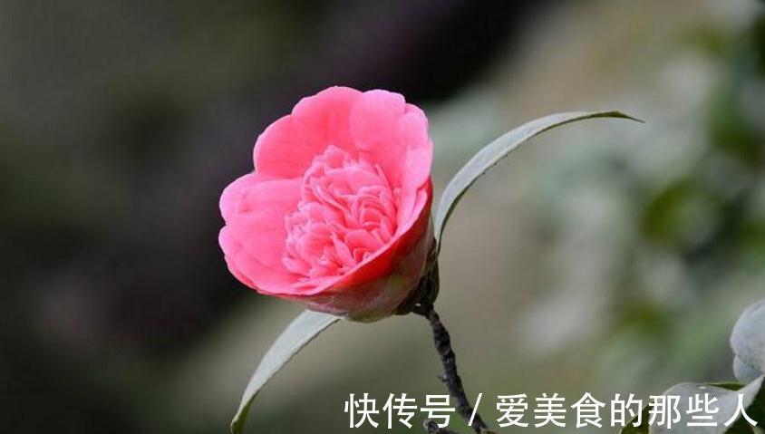 想让山茶花花姿丰盈吗，请看山茶花的养殖方法全介绍