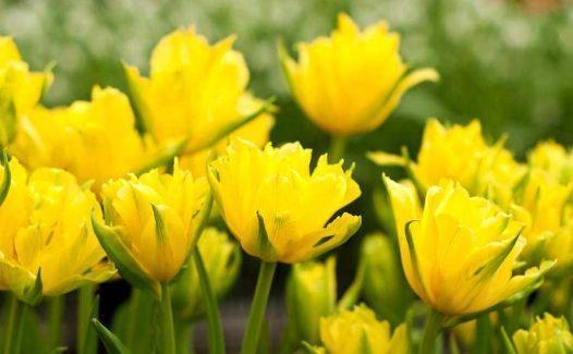 农历|农历7月14号起,最适合养这些花,好活易爆盆,花姿妖娆