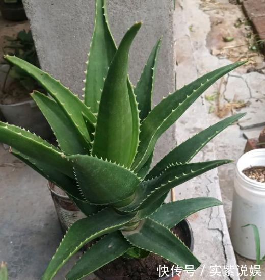 养分|养芦荟,按照这个“路子”,蹭蹭冒小芽,叶片粗壮厚实,挤满盆