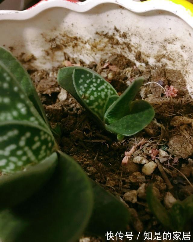 呆萌可爱|一款叶子对半长,形似元宝的多肉,看着呆萌可爱,打理真省劲