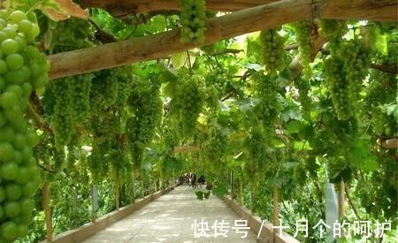 在农村院子里适合种植这五种树，养人镇宅！