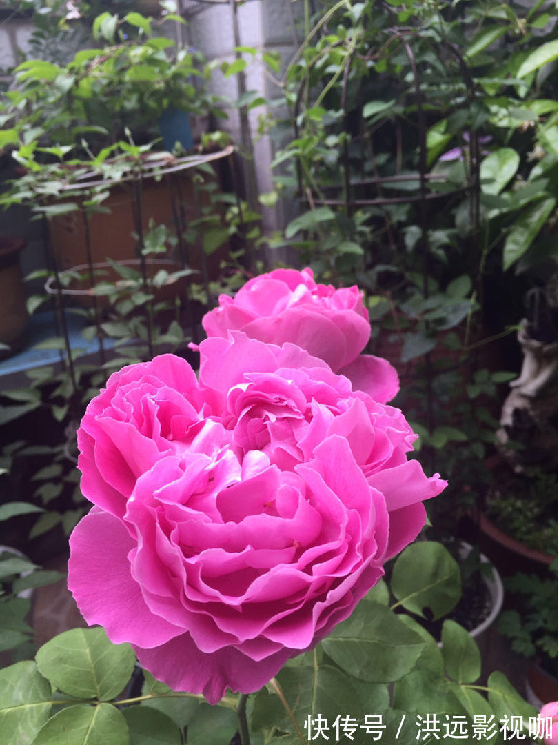 施肥|牡丹在秋天什么时候种移栽对了容易开花，开花爆盆不困难！