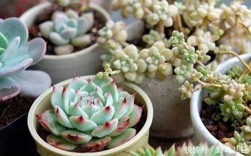 多肉|现在开始,养多肉植物给它浇一种水,一个月胖一圈