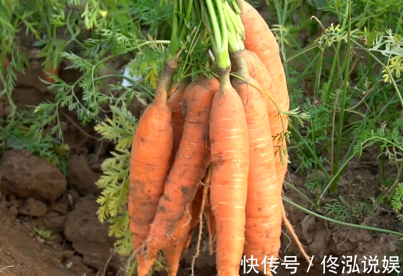 包子|胡萝卜这种吃法真过瘾,卷一卷切一切,层层裹着馅料,比包子还香