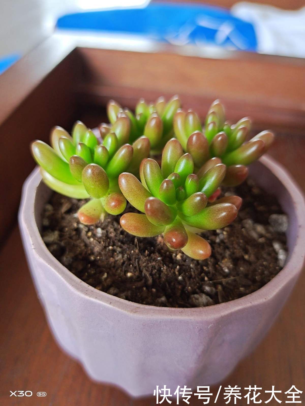 叶片|夏季多肉难养好？记住3个不要，安稳度夏不困难