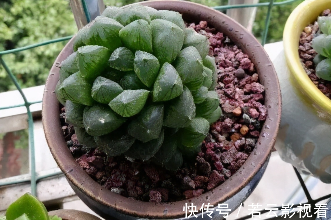 晶莹剔透|漂亮的多肉玉露是怎么养出来的？春天把握住这几点，叶片晶莹剔透
