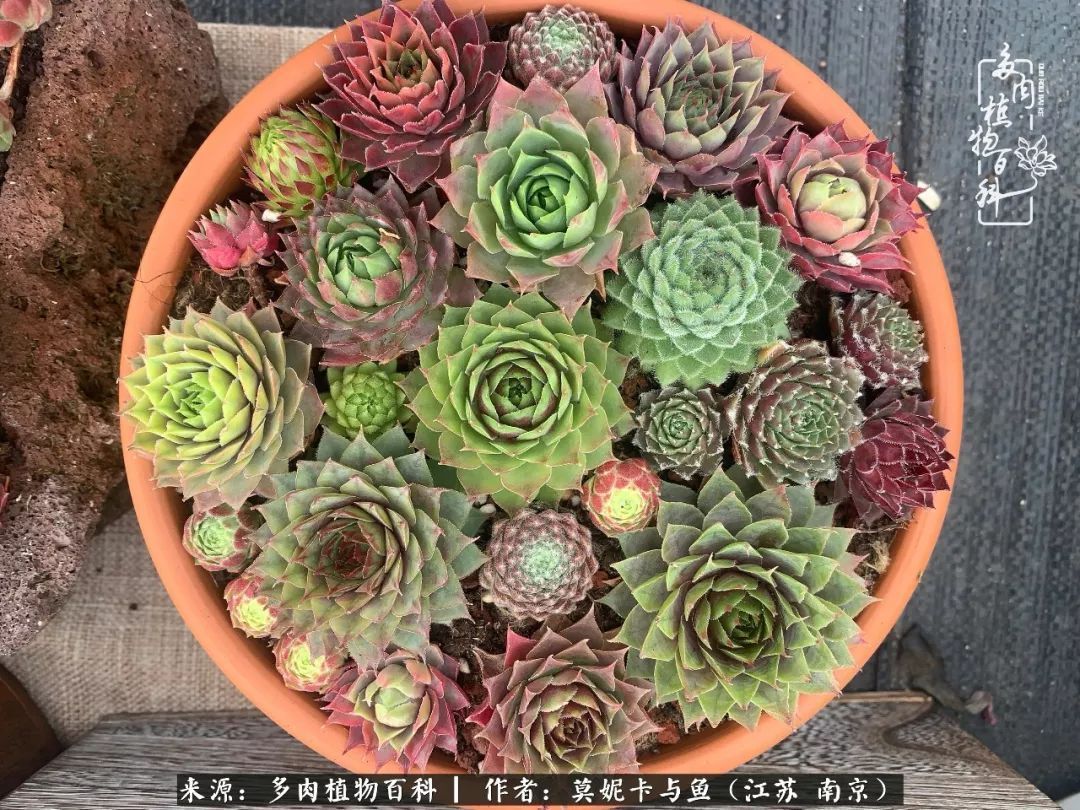 这多肉拼盘这么仙！如何制作达人手把手教你制作长生草拼盘！