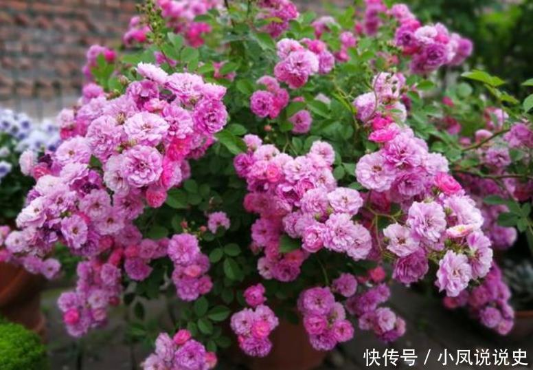 家里就养“4种花”,漂亮花期长,开花多又美,一整年开花!