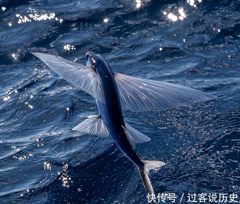 山海经|山海经:5种寓意吉祥的异兽,1鱼2鸟2兽,其实现代也都能见到