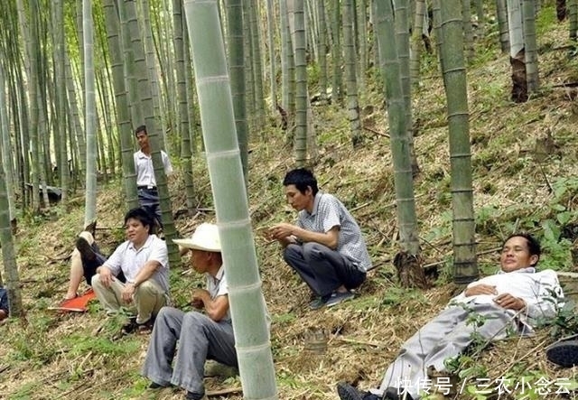  说话|俗语: “铁树开花哑巴说话;竹子开花马上搬家”, 真有这么玄乎?