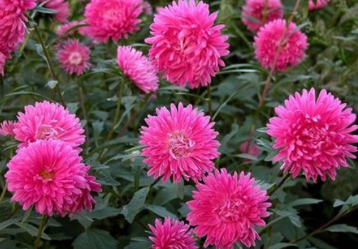 夏天养这几款花,沾土就活,开花一簇一簇,阳台美成“大观园”